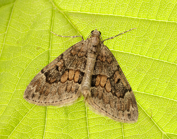 70.081 BF1768 Grey Pine Carpet Thera obeliscata