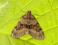 70.081 BF1768 Grey Pine Carpet Thera obeliscata