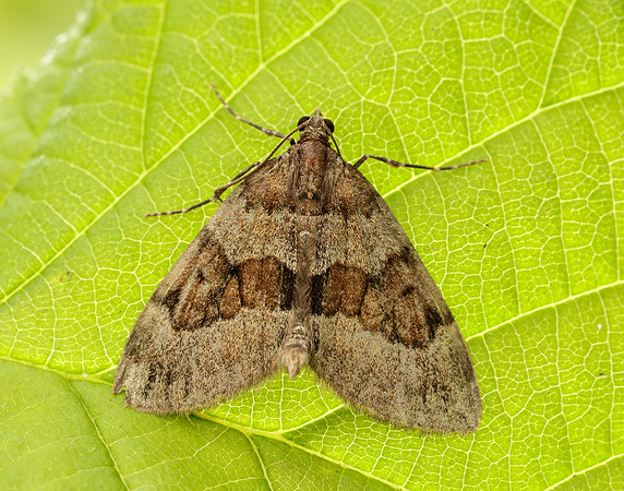 70.081 BF1768 Grey Pine Carpet Thera obeliscata