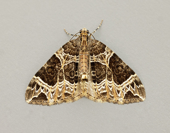70.094 BF1759 Small Phoenix Ecliptopera silaceata