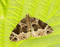 70.094 BF1759 Small Phoenix Ecliptopera silaceata