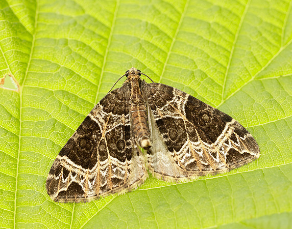 70.094 BF1759 Small Phoenix Ecliptopera silaceata