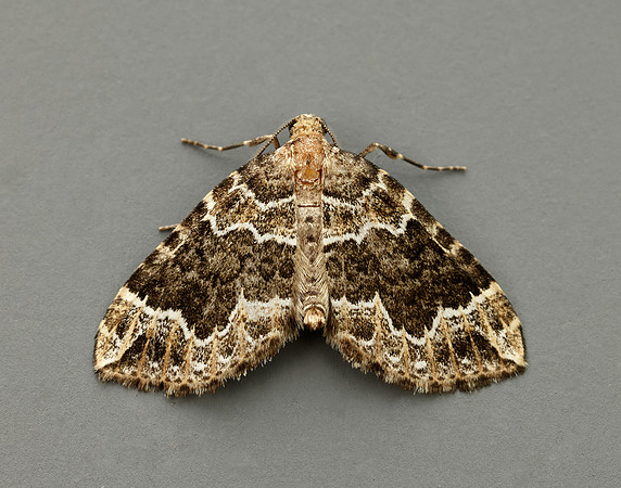 70.104 BF1751 Devon Carpet Lampropteryx otregiata
