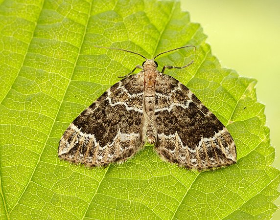 70.104 BF1751 Devon Carpet Lampropteryx otregiata