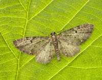 70.161 BF1851 Golden-rod Pug Eupithecia virgaureata