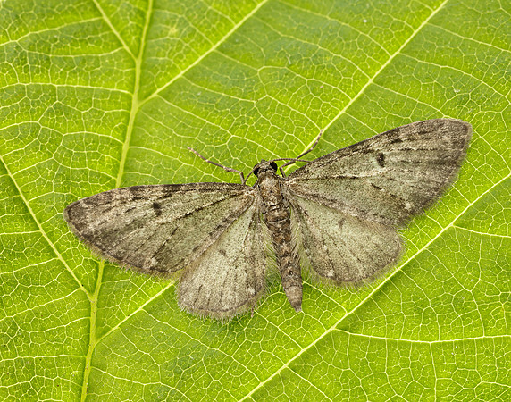70.161 BF1851 Golden-rod Pug Eupithecia virgaureata