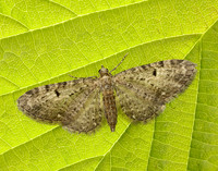 70.161 BF1851 Golden-rod Pug Eupithecia virgaureata
