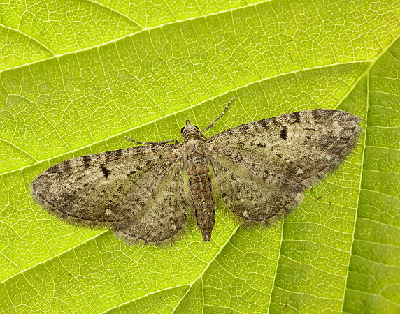 70.161 BF1851 Golden-rod Pug Eupithecia virgaureata