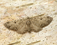 70.161 BF1851 Golden-rod Pug Eupithecia virgaureata