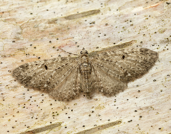 70.161 BF1851 Golden-rod Pug Eupithecia virgaureata