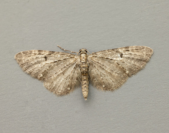 70.161 BF1851 Golden-rod Pug Eupithecia virgaureata