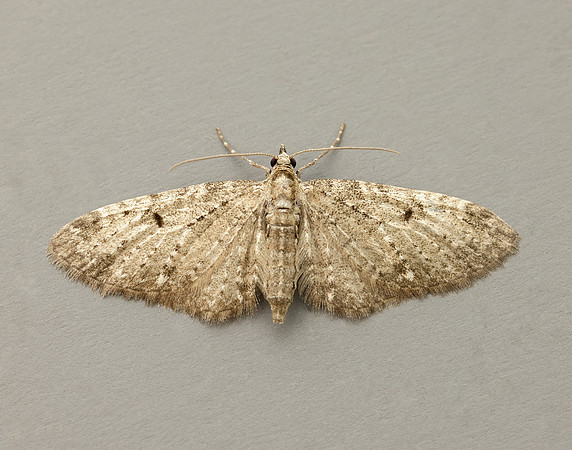 70.161 BF1851 Golden-rod Pug Eupithecia virgaureata