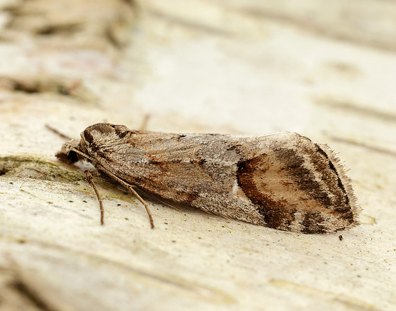 70.196 BF1865 Broom-tip Chesias rufata