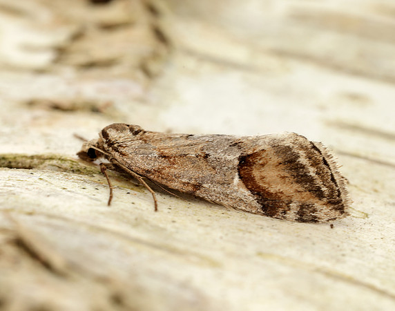 70.196 BF1865 Broom-tip Chesias rufata
