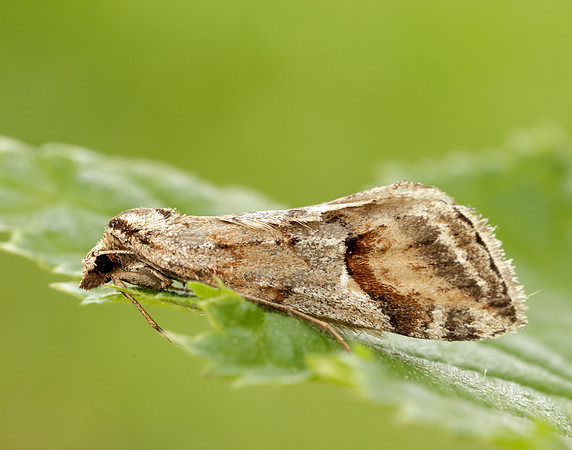 70.196 BF1865 Broom-tip Chesias rufata