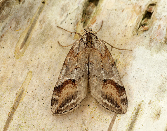 70.196 BF1865 Broom-tip Chesias rufata