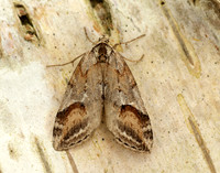 70.196 BF1865 Broom-tip Chesias rufata