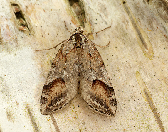 70.196 BF1865 Broom-tip Chesias rufata