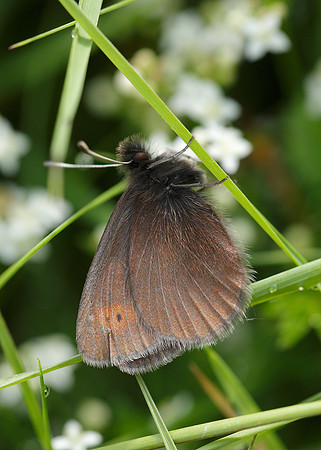 Mountain Ringlet Erebia epiphron