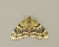70.200 BF1883 Yellow-barred Brindle Acasis viretata