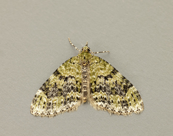 70.200 BF1883 Yellow-barred Brindle Acasis viretata