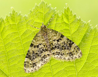70.200 BF1883 Yellow-barred Brindle Acasis viretata