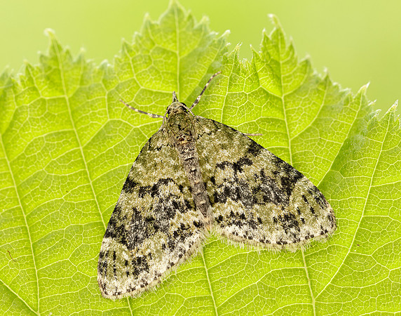 70.200 BF1883 Yellow-barred Brindle Acasis viretata