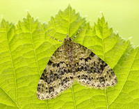 70.200 BF1883 Yellow-barred Brindle Acasis viretata