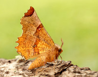 70.238 BF1918 Lunar Thorn Selenia lunularia