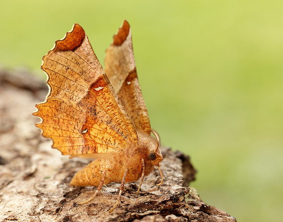 70.238 BF1918 Lunar Thorn Selenia lunularia