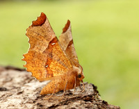70.238 BF1918 Lunar Thorn Selenia lunularia