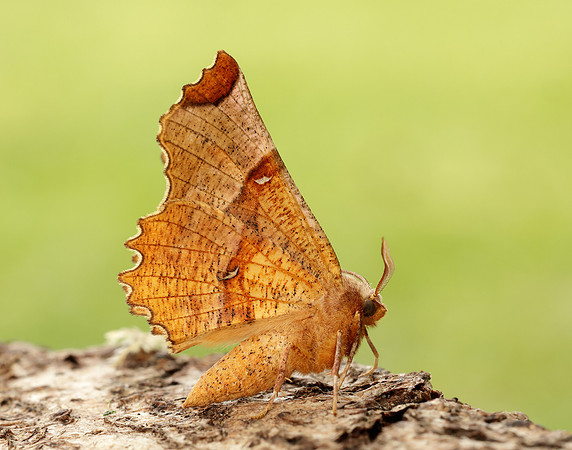 70.238 BF1918 Lunar Thorn Selenia lunularia