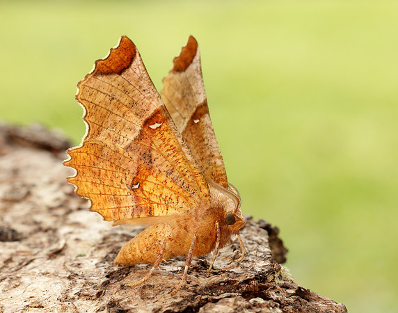 70.238 BF1918 Lunar Thorn Selenia lunularia