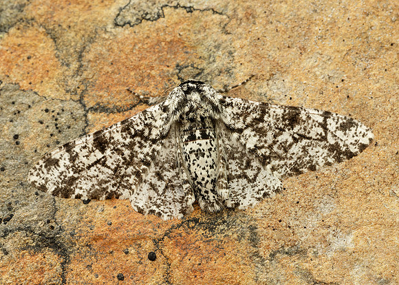 70.252 BF1931 Peppered Moth Biston betularia