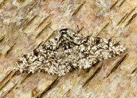 70.252 BF1931 Peppered Moth Biston betularia