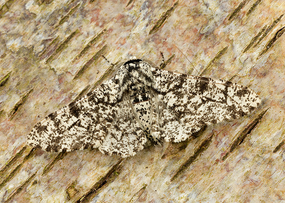 70.252 BF1931 Peppered Moth Biston betularia