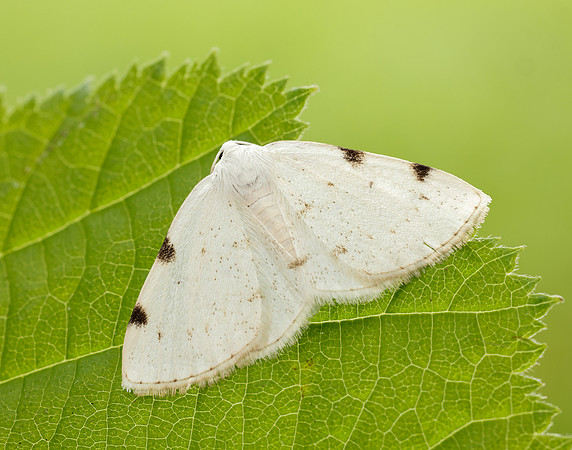 70.279 BF1957 White-pinion Spotted Lomographa bimaculata