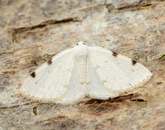 70.279 BF1957 White-pinion Spotted Lomographa bimaculata