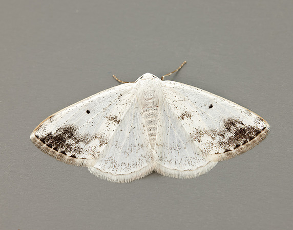 70.280 BF1958 Clouded Silver Lomographa temerata
