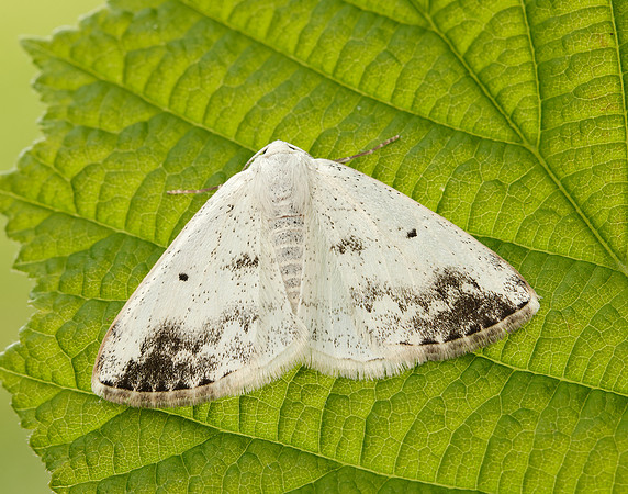70.280 BF1958 Clouded Silver Lomographa temerata