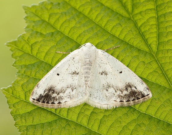 70.280 BF1958 Clouded Silver Lomographa temerata