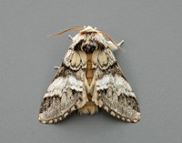 71.010 BF2014 Marbled Brown Drymonia dodonaea