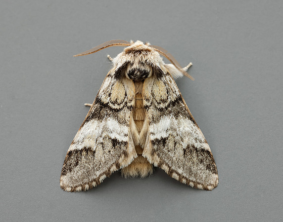 71.010 BF2014 Marbled Brown Drymonia dodonaea