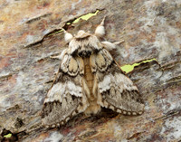 71.010 BF2014 Marbled Brown Drymonia dodonaea