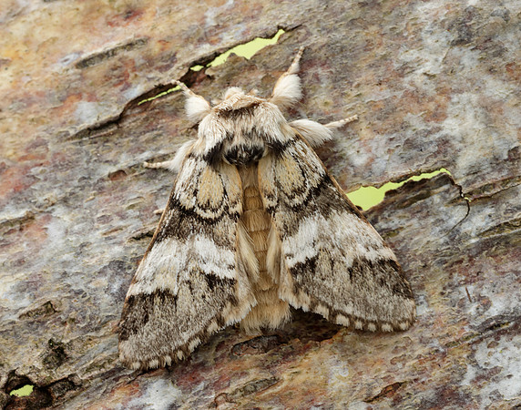 71.010 BF2014 Marbled Brown Drymonia dodonaea