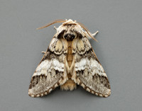 71.010 BF2014 Marbled Brown Drymonia dodonaea