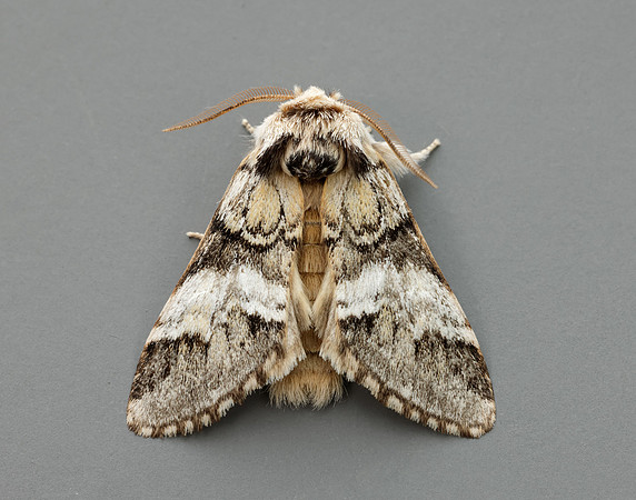 71.010 BF2014 Marbled Brown Drymonia dodonaea