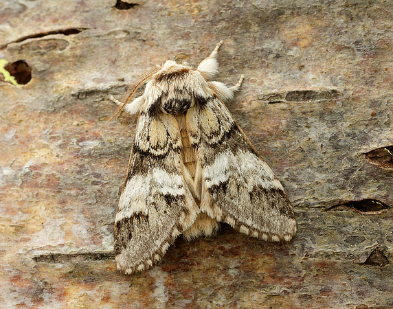 71.010 BF2014 Marbled Brown Drymonia dodonaea