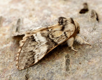 71.010 BF2014 Marbled Brown Drymonia dodonaea