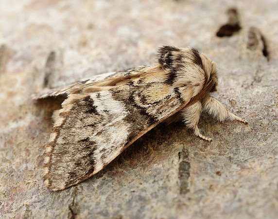 71.010 BF2014 Marbled Brown Drymonia dodonaea
